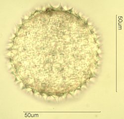 Sida acuta Pollen